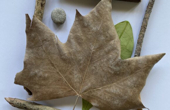 Natura tra le mani